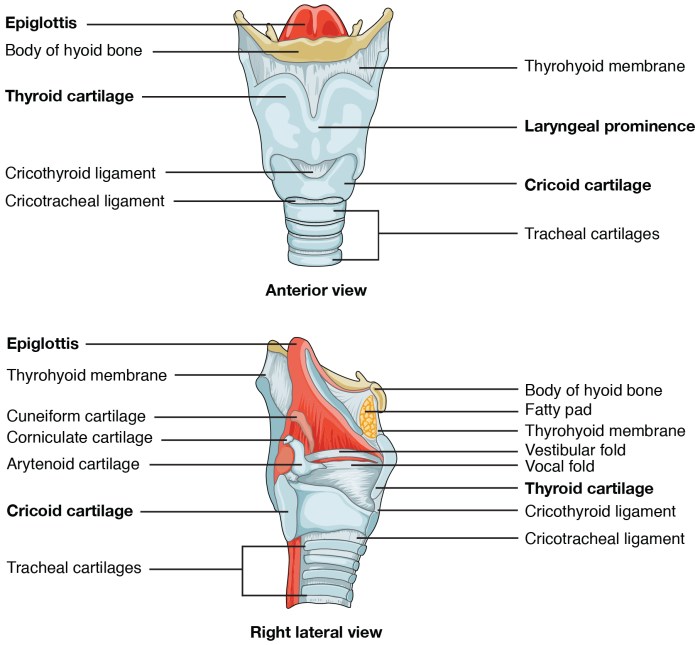 Lung model with larynx labeled