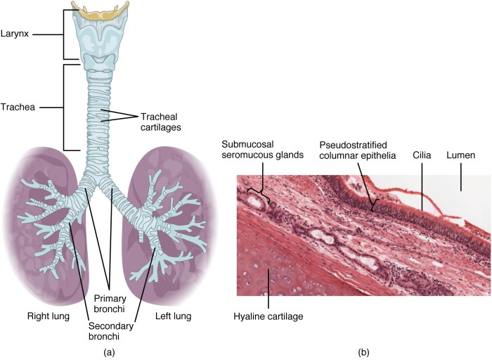 Lung larynx lunge strottenhoofd teilig kehlkopf g15 delig diaphragm scientific polmone laringe parti lungs tecnomed lehrmittel anatomical medicalsupplies biologie