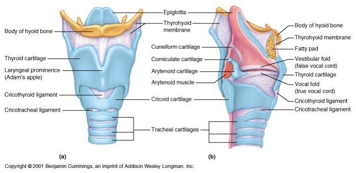 Lungs anatomy auscultation lung cavity bronchus tree trachea segments pleura pleural bronchopulmonary bronchoscopy bronchial chest function figure heart symptoms healthjade