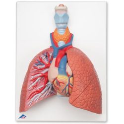 Lung model with larynx labeled