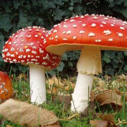 The poisonous mushroom: der giftpilz ernst hiemer