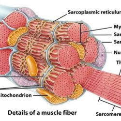 Art-labeling activity structure of a smooth muscle fiber